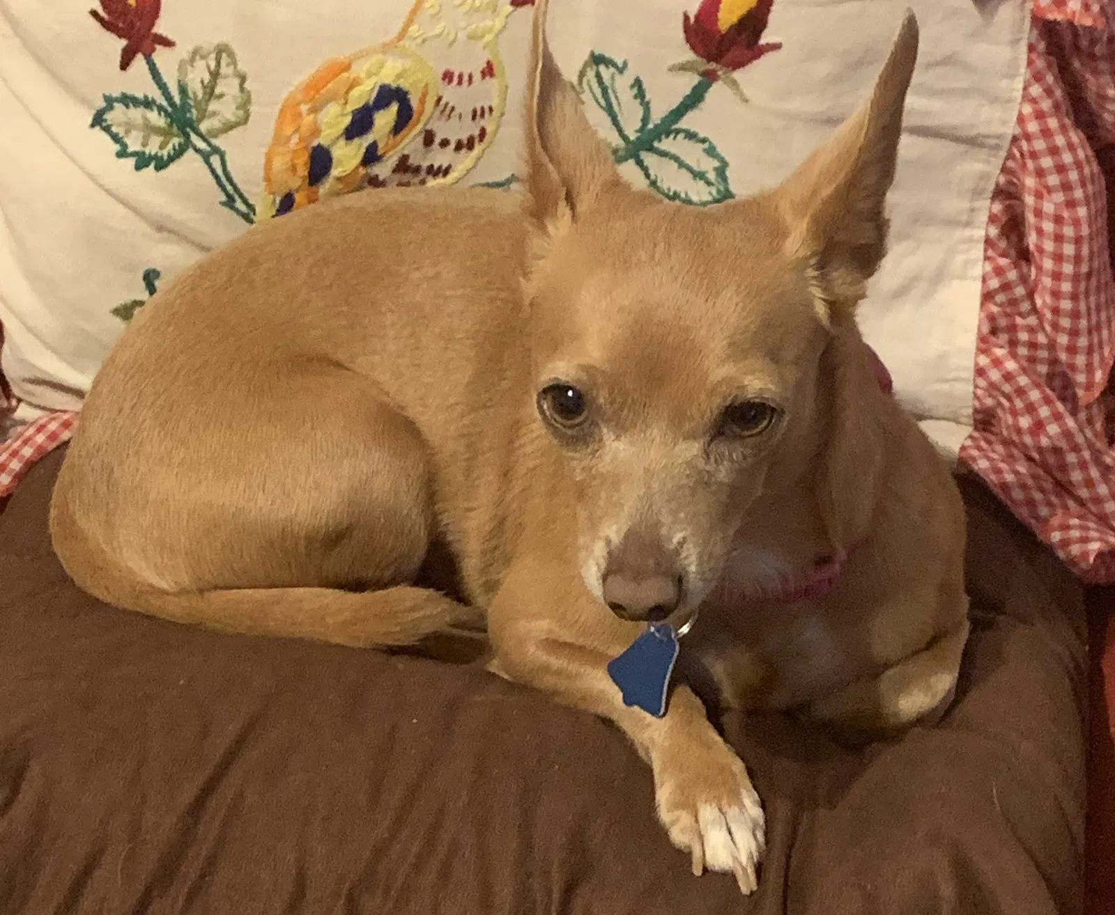 Lost dog in Cicero, IL, 60804