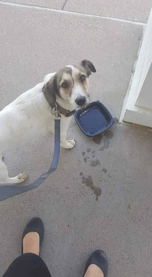 Lost dog in Waco, TX, 76705