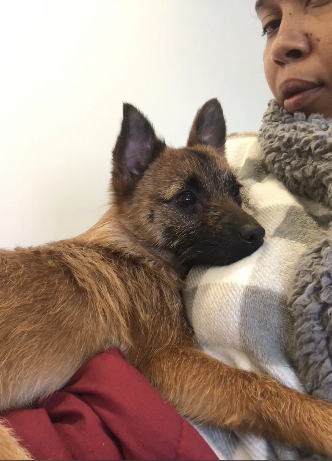 Lost dog in Glenwood, IL, 60425