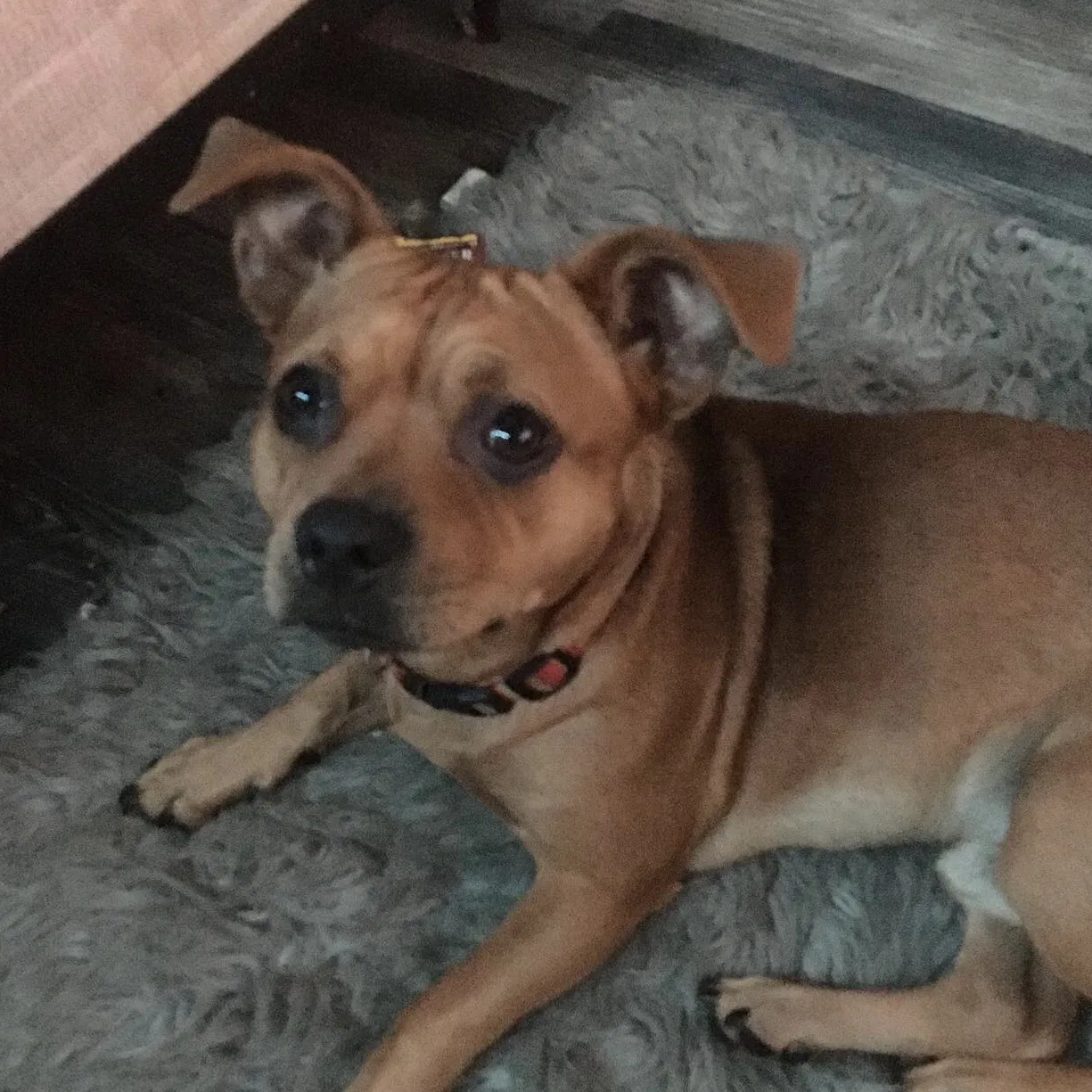 Lost dog in Nashville, TN, 37217