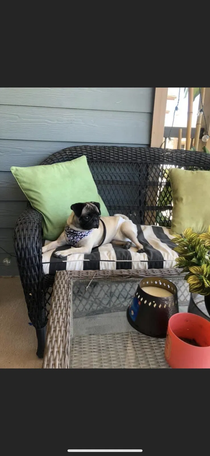 Lost dog in Fort Worth, TX, 76111