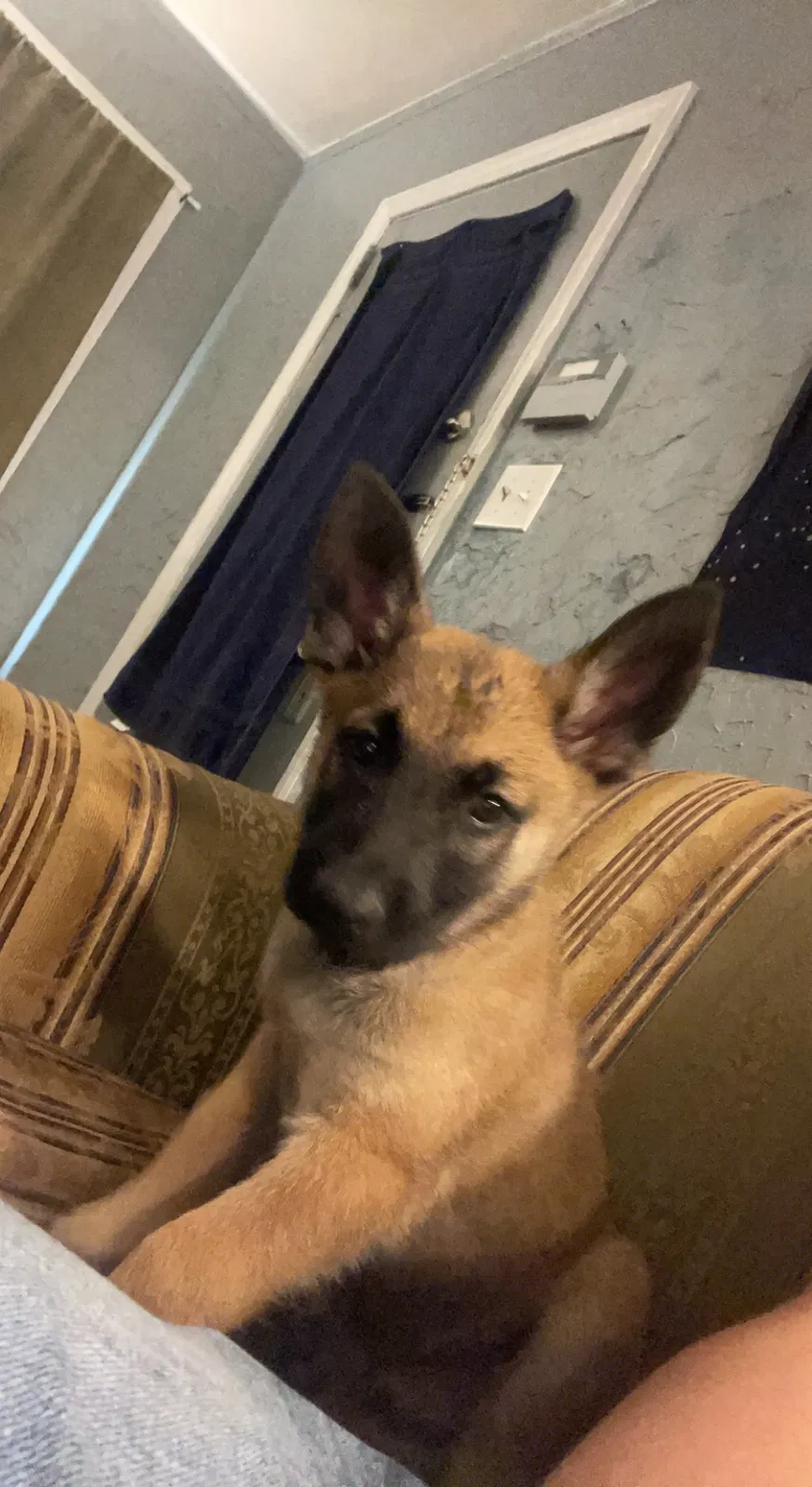 Lost dog in Tulsa, OK, 74110