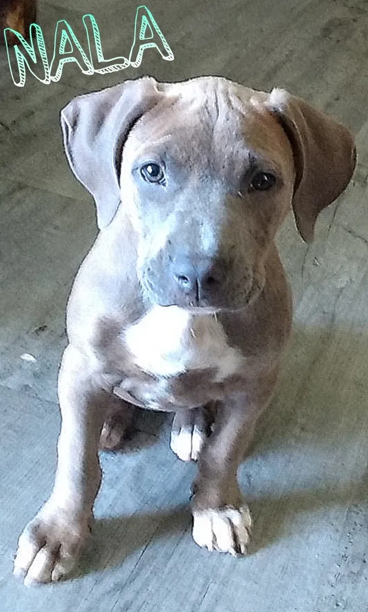 Lost dog in Decherd, TN, 37324
