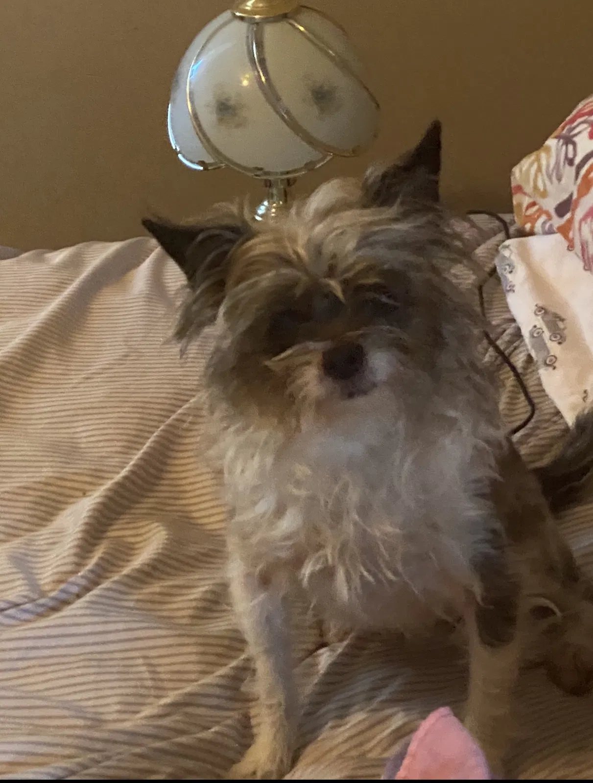 Lost dog in Hinesville, GA, 31313