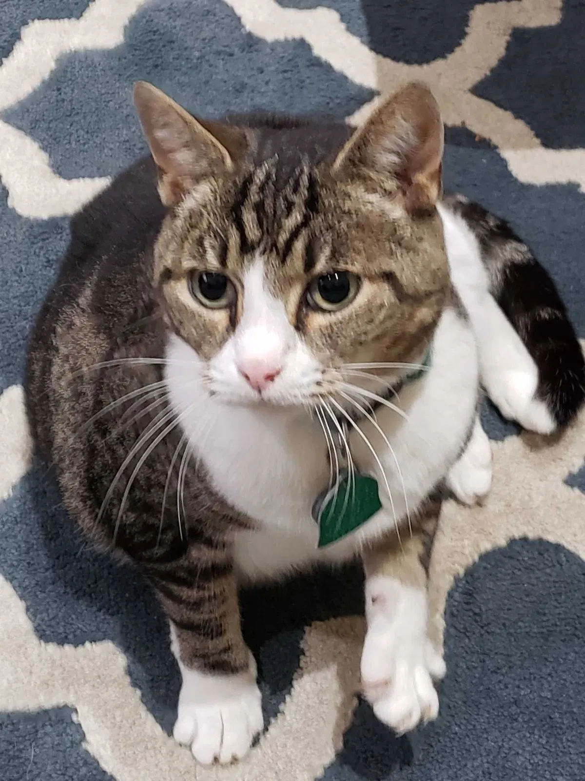 Lost cat in Easley, SC, 29642
