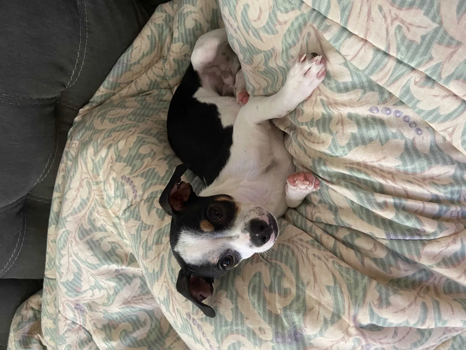 Lost dog in Kissimmee, FL, 34743