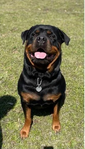 Lost dog in Baytown, TX, 77521