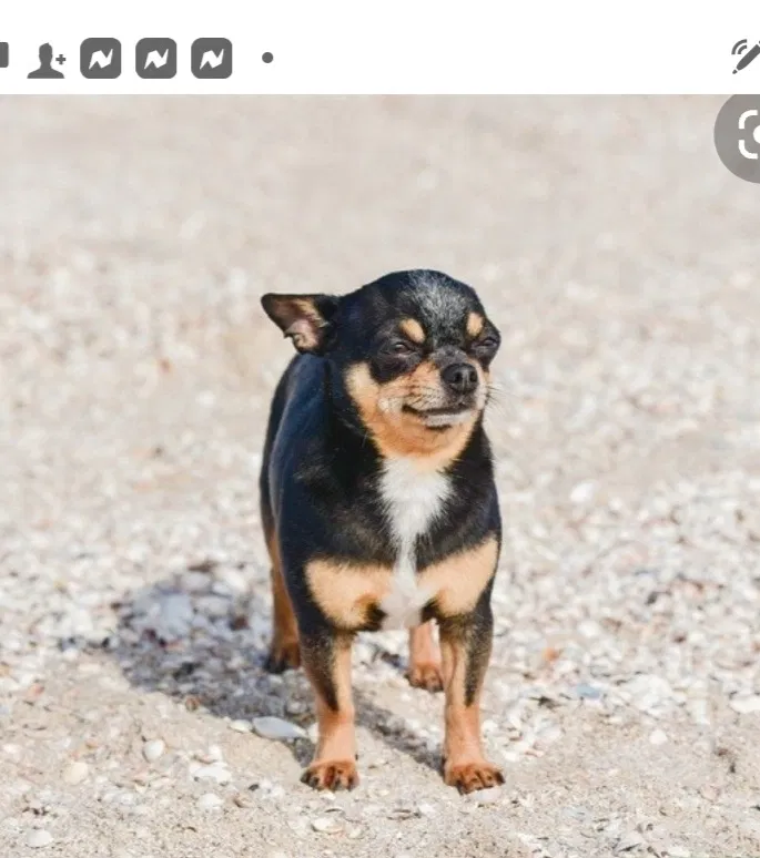 Lost dog in Las Vegas, NV, 89121