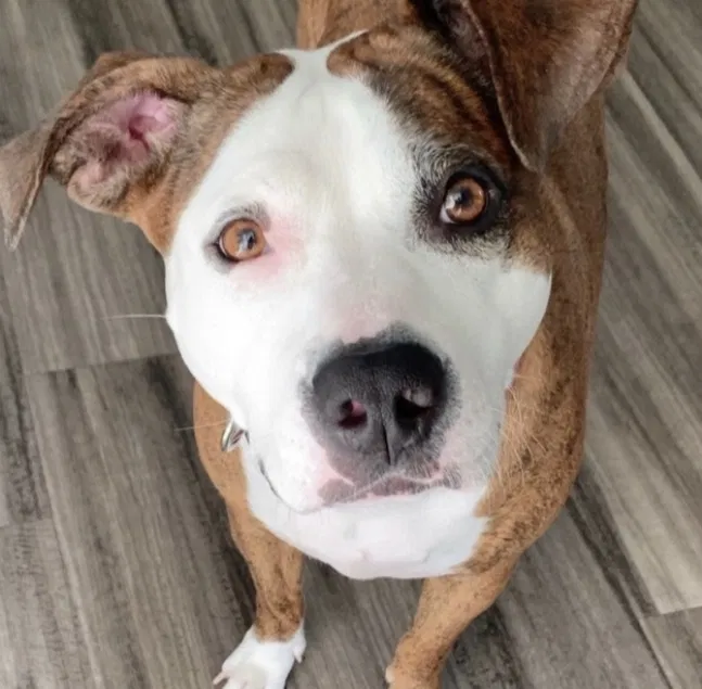 Lost dog in Los Angeles, CA, 90015
