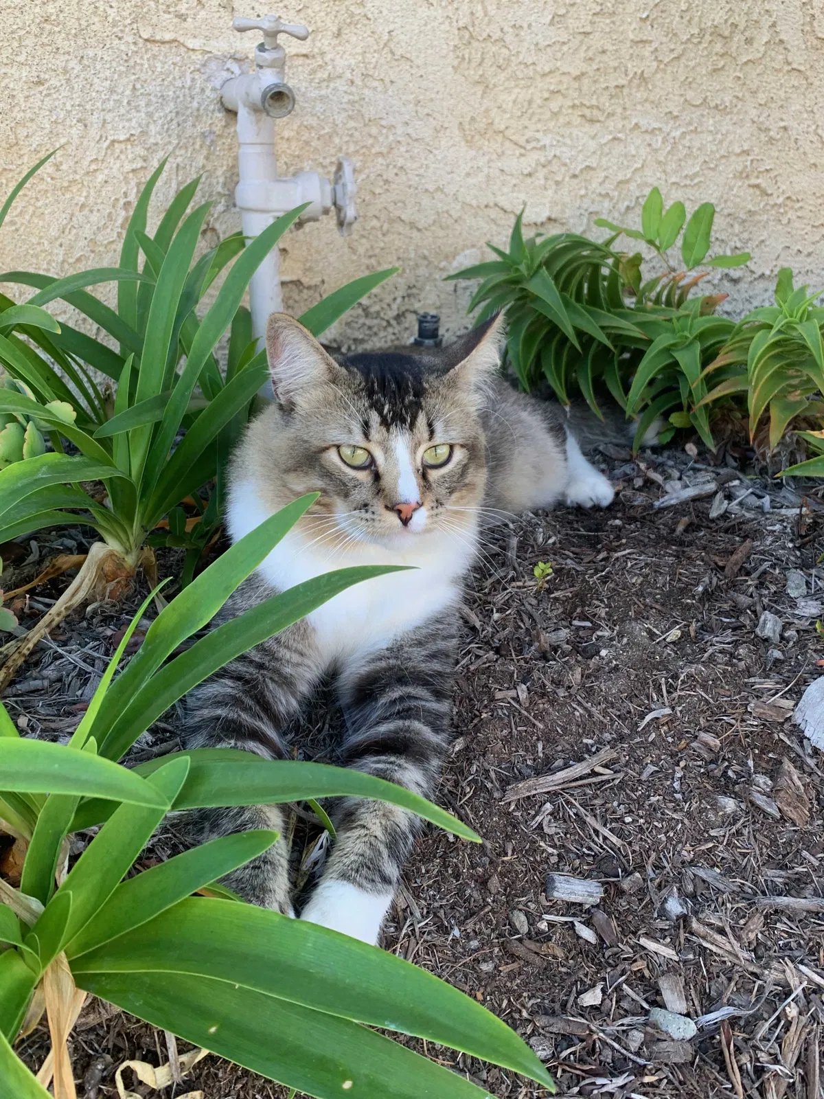 Lost cat in Dana Point, CA, 92629