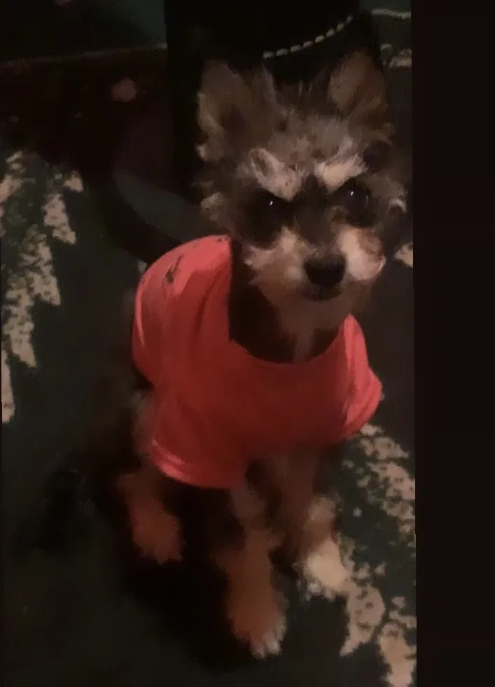 Lost dog in Los Alamitos, CA, 90720