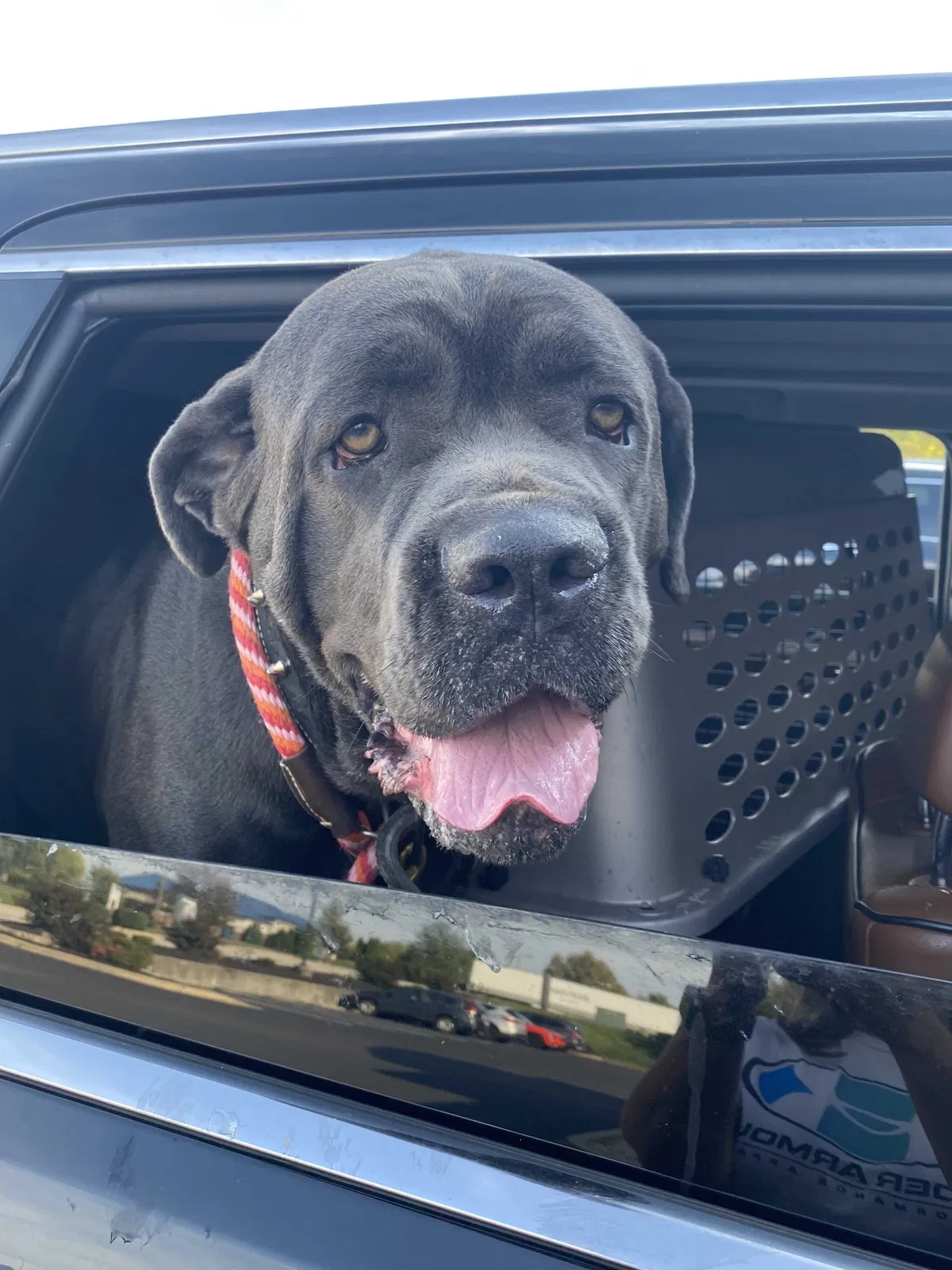 Found dog in Louisville, KY, 40223