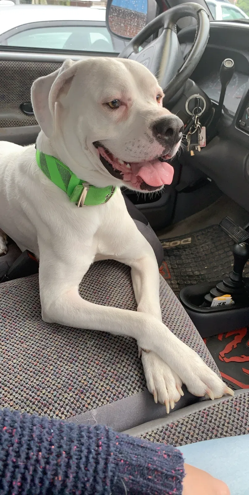 Lost dog in Lexington, NC, 27292