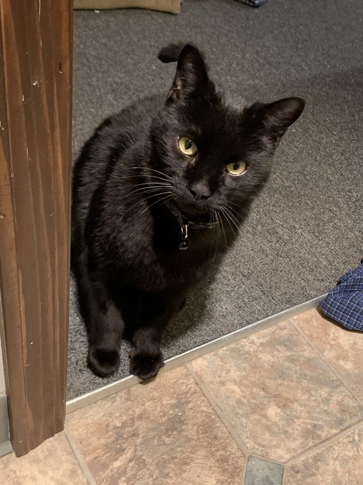 Lost cat in Little Elm, TX, 75068