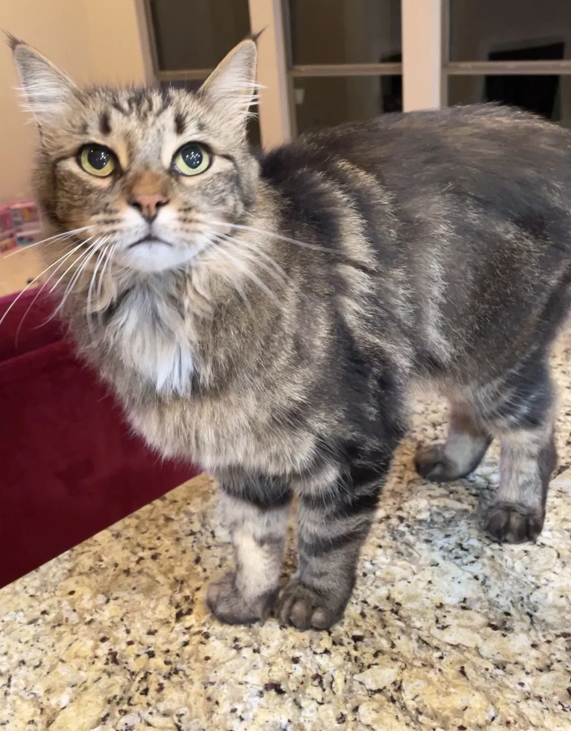 Lost cat in San Antonio, TX, 78258