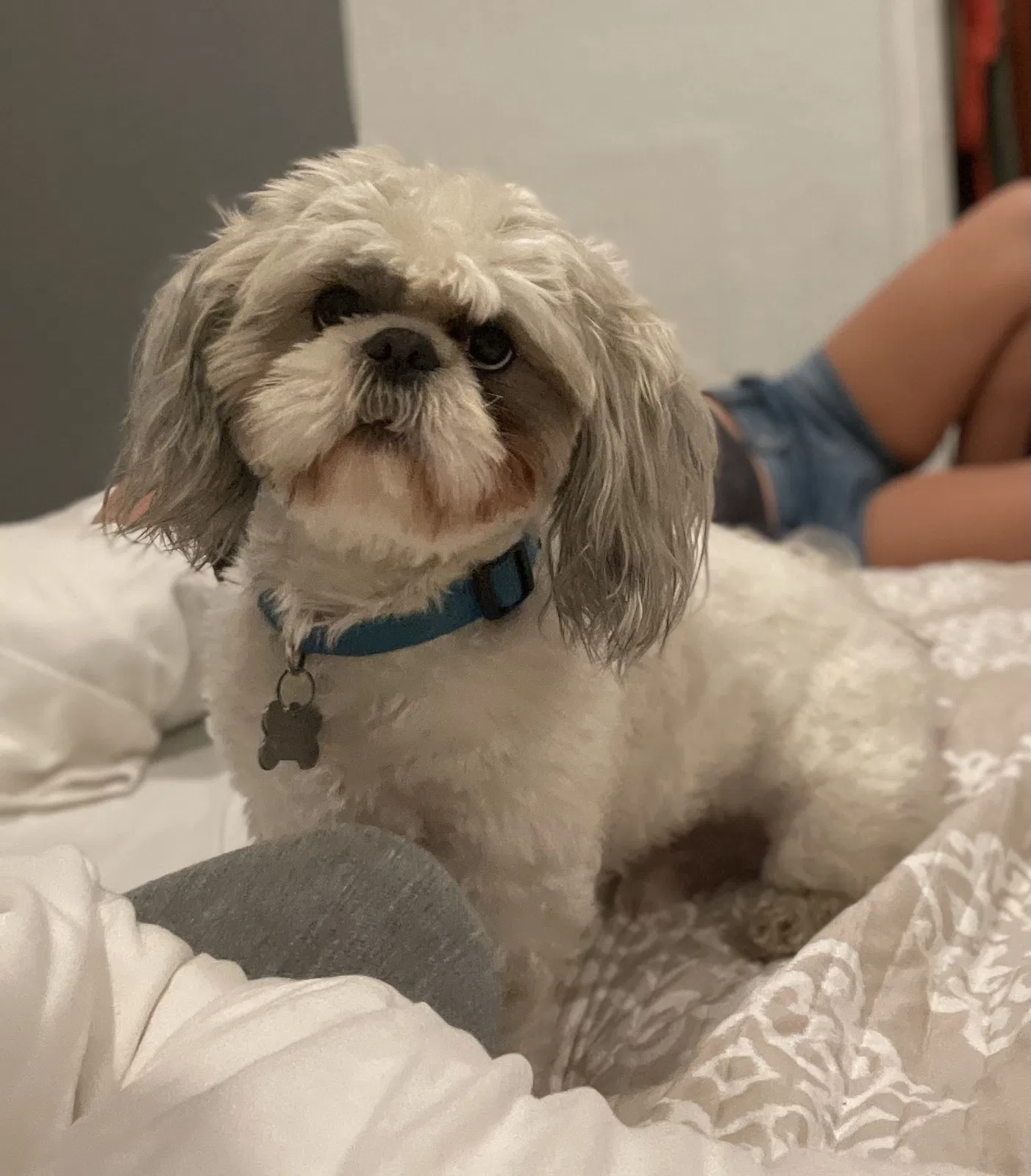 Lost dog in Moreno Valley, CA, 92557
