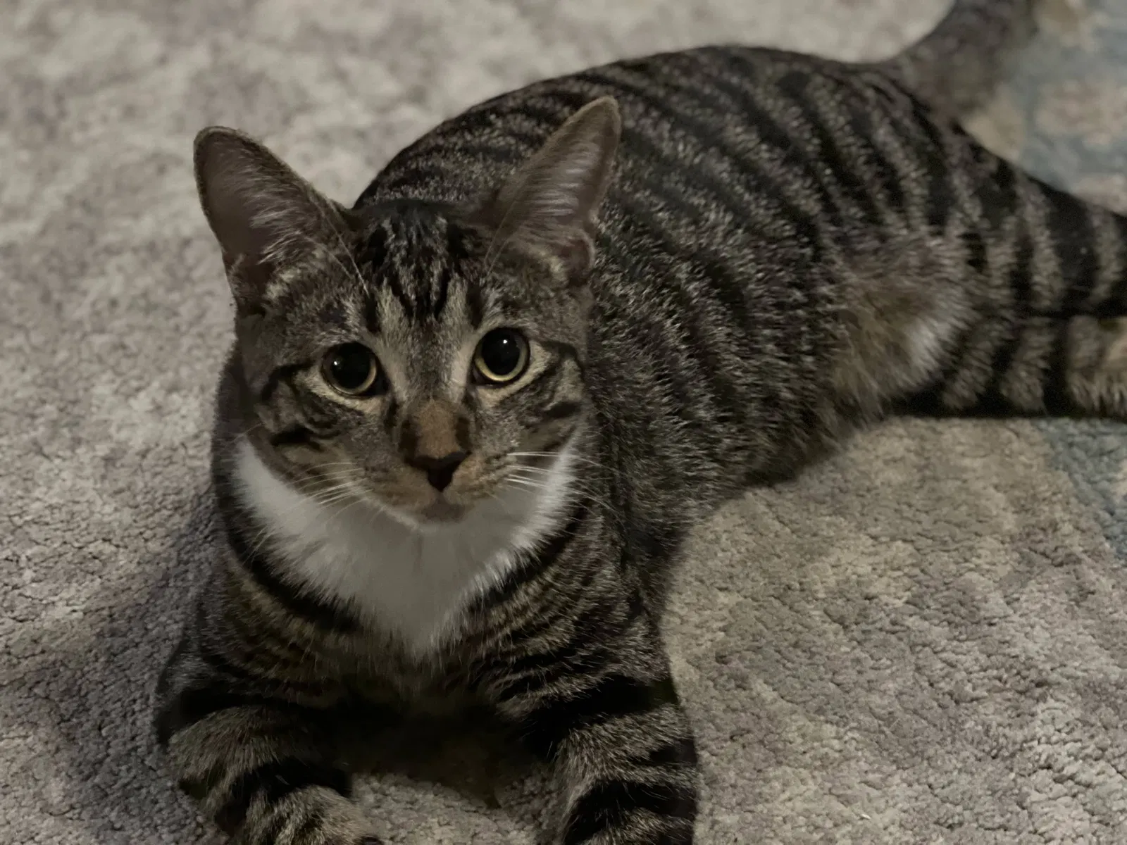 Lost cat in Cincinnati, OH, 45209
