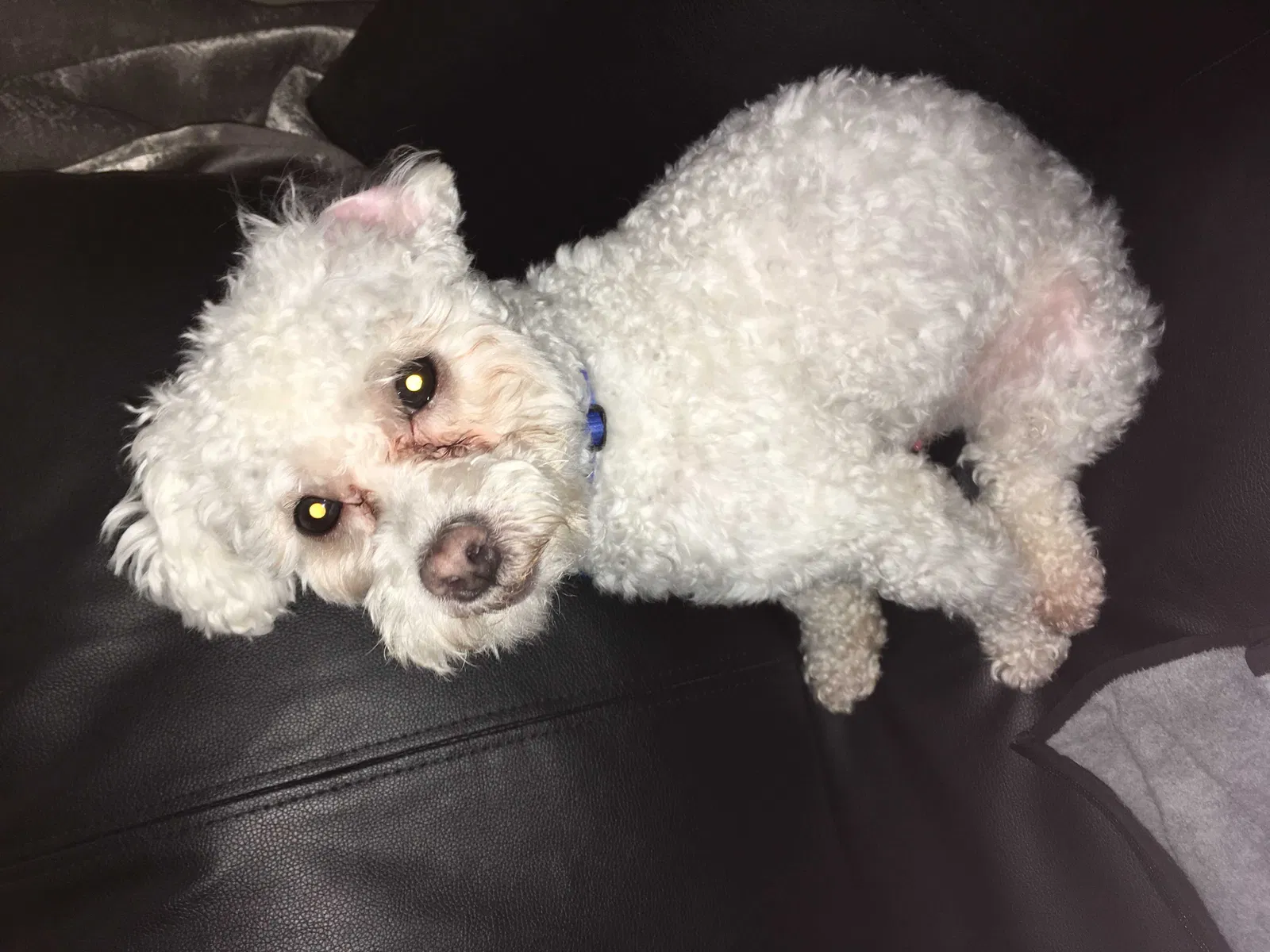 Lost dog in Napa, CA, 94558