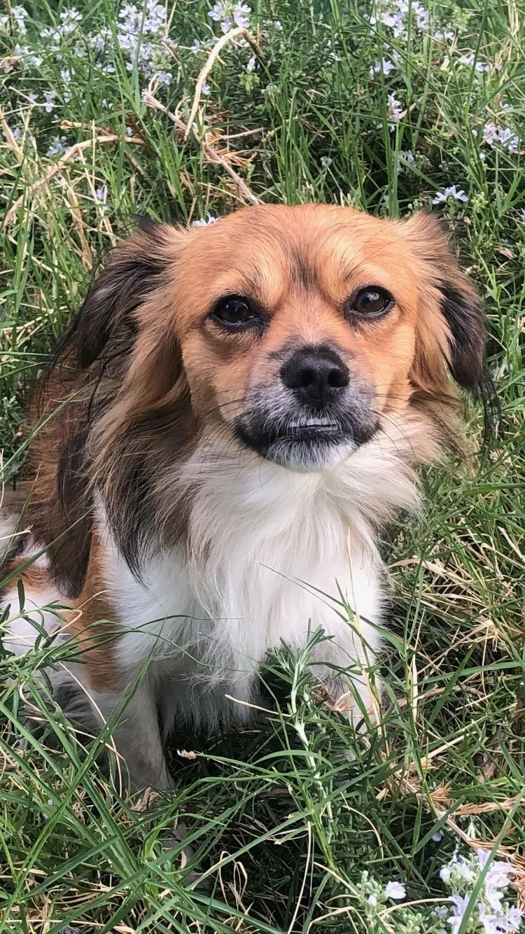 Lost dog in Sacramento, CA, 95864