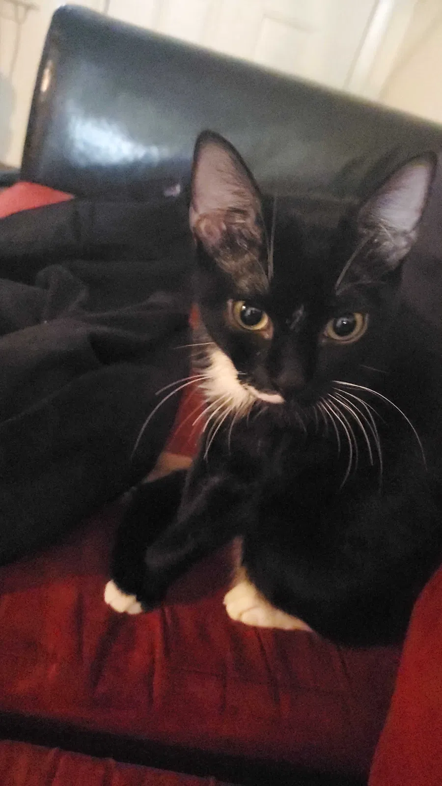 Lost cat in Dallas, TX, 75227