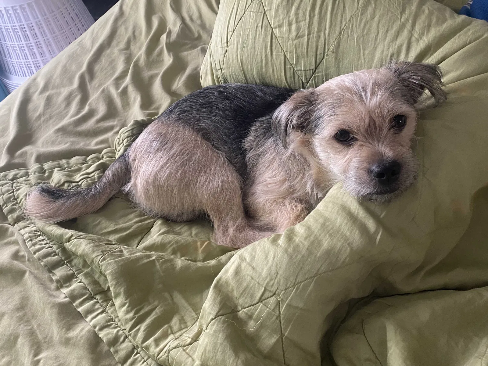 Lost dog in Daly City, CA, 94014