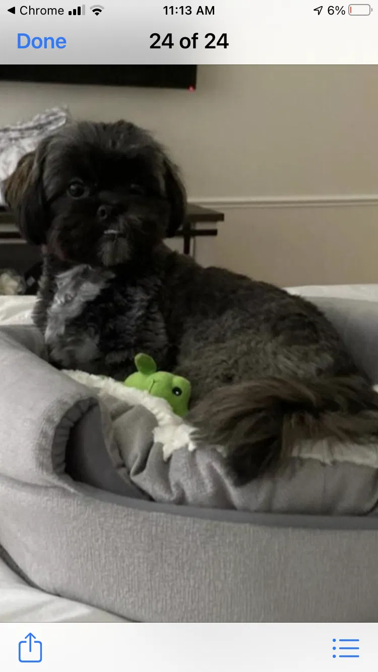 Lost dog in Fort Lauderdale, FL, 33324