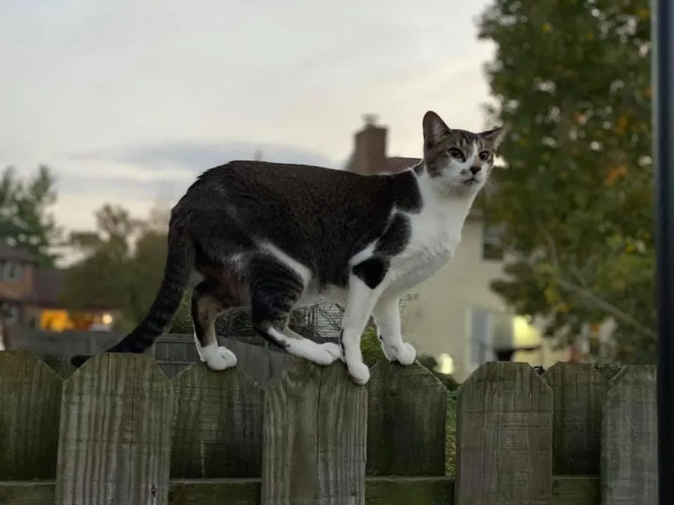 Lost cat in Fairfield, OH, 45014