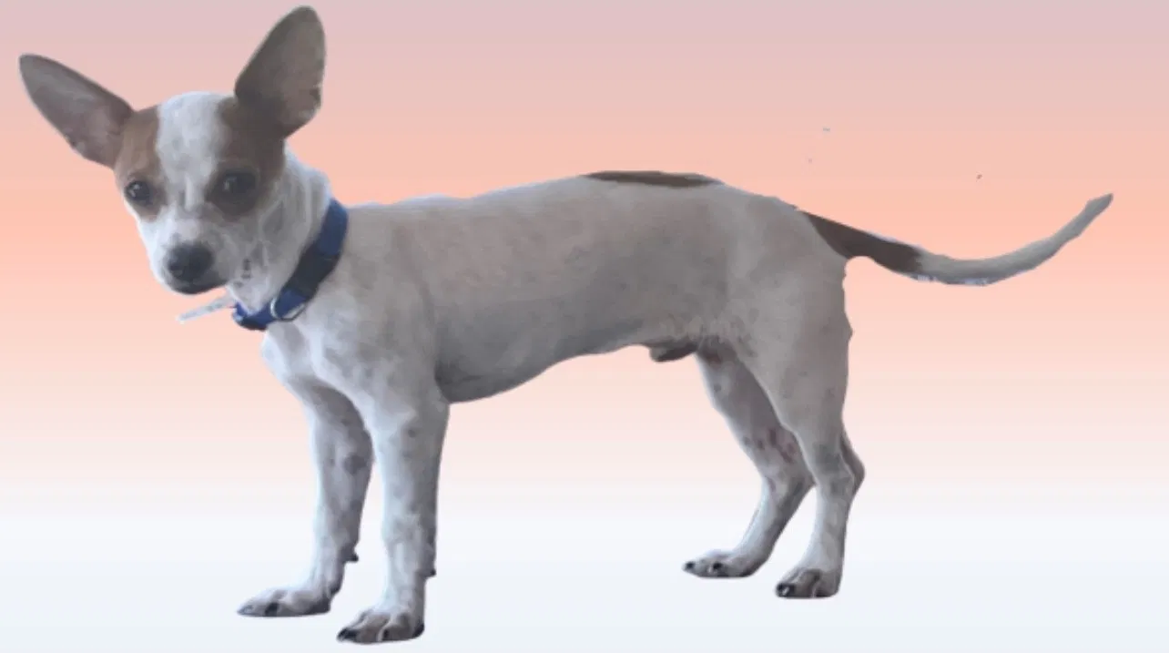 Lost dog in San Tan Valley, AZ, 85143