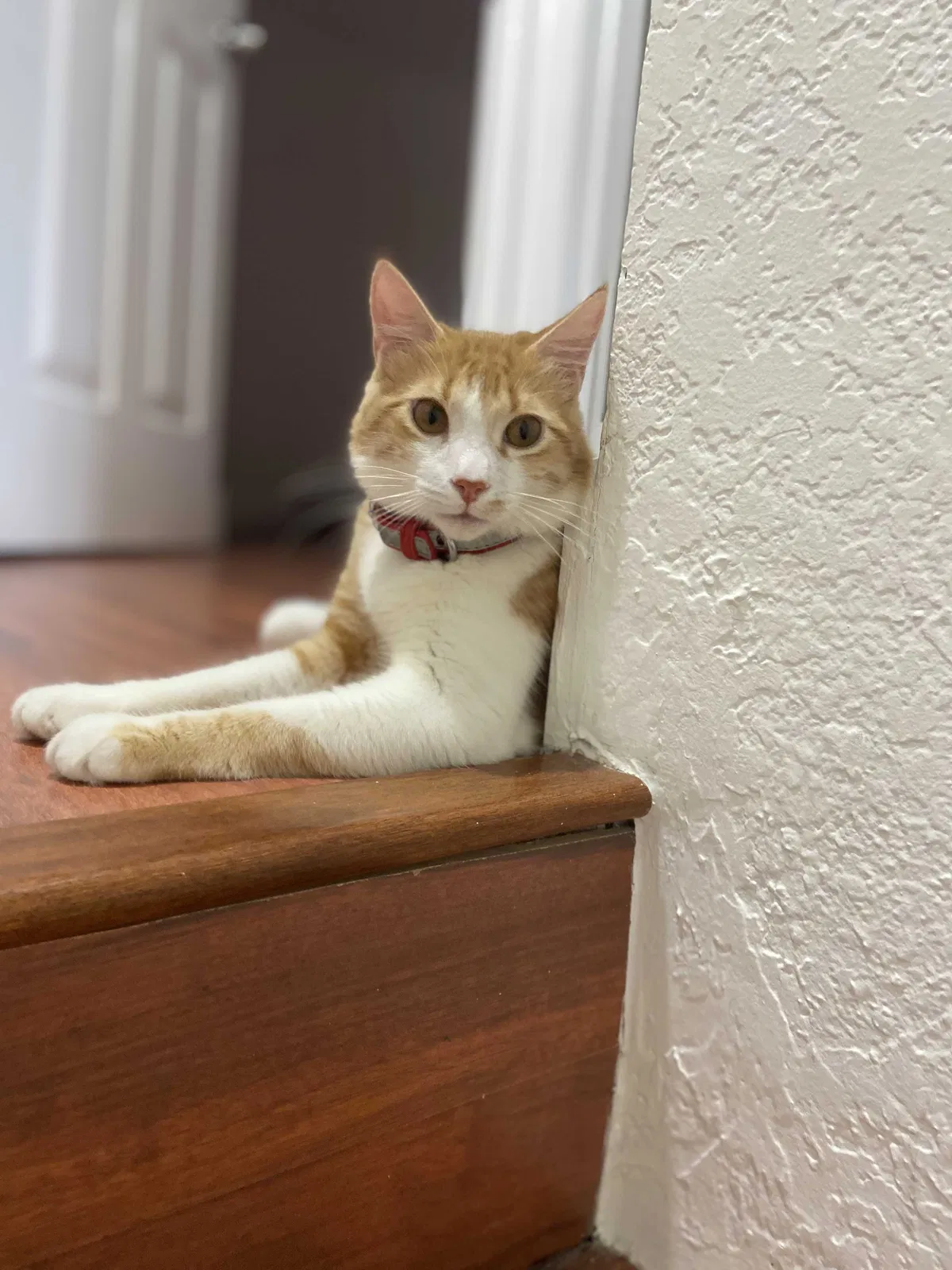 Lost cat in Miami, FL, 33157