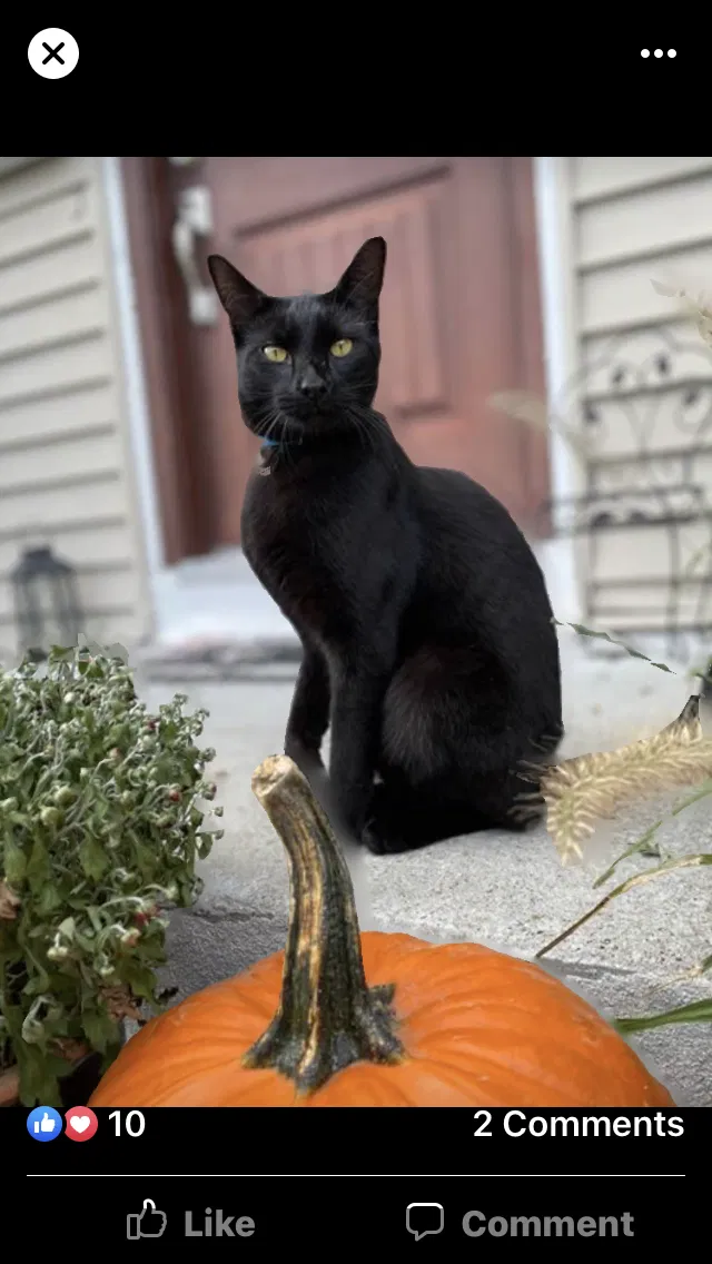 Lost cat in Cranston, RI, 2910