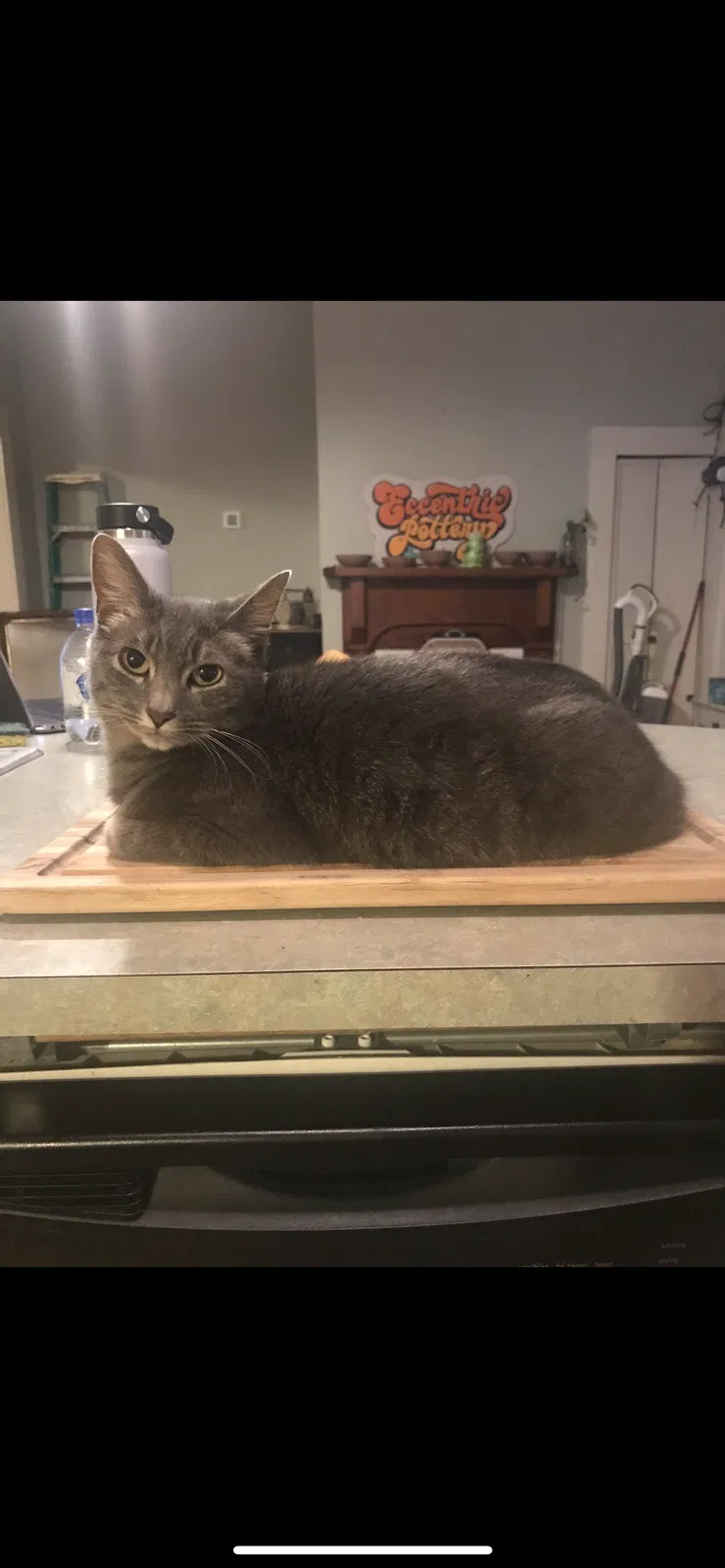 Lost cat in Pompano Beach, FL, 33067