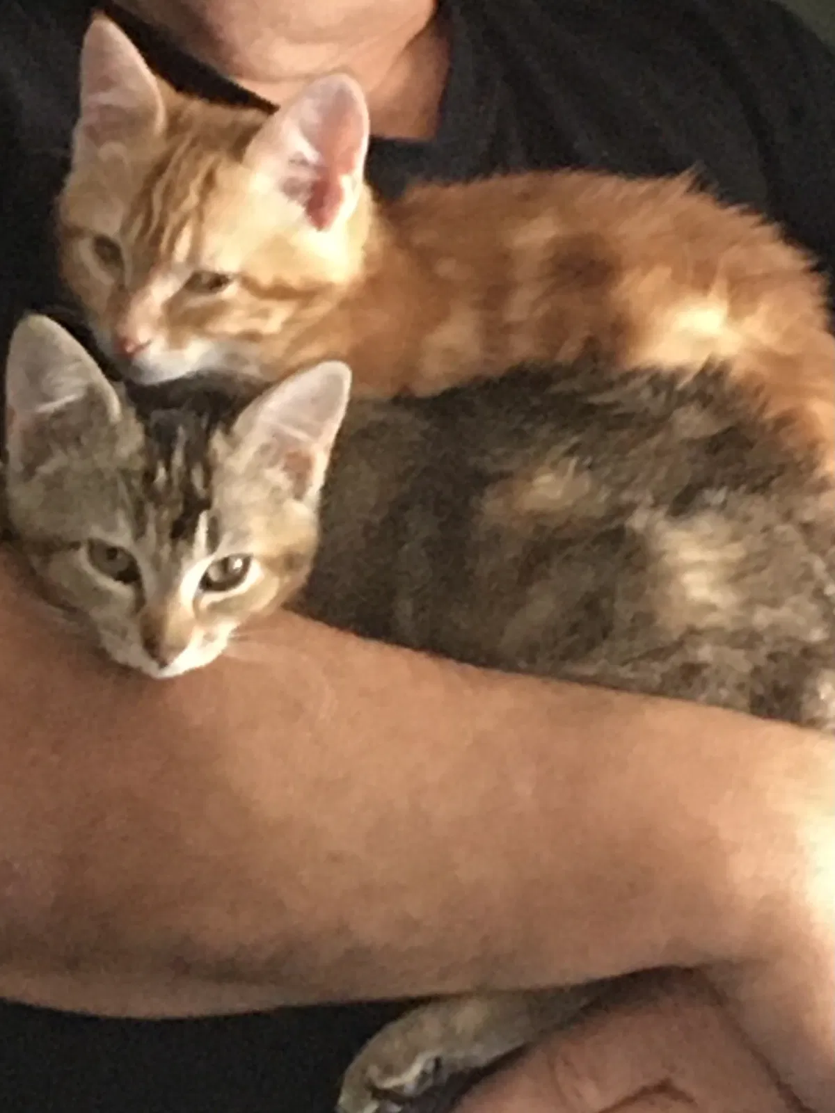 Lost cat in River Falls, WI, 54022