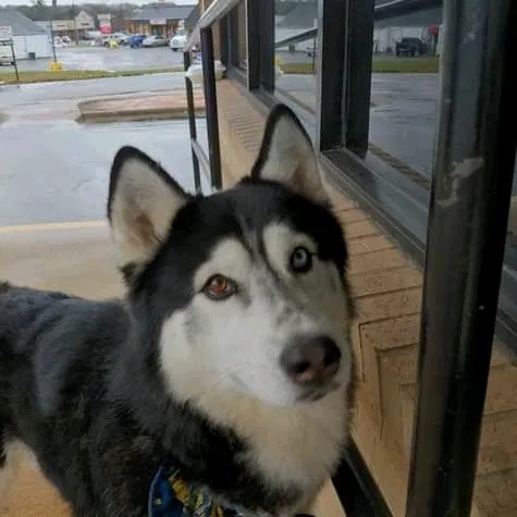 Lost dog in Stockbridge, GA, 30281