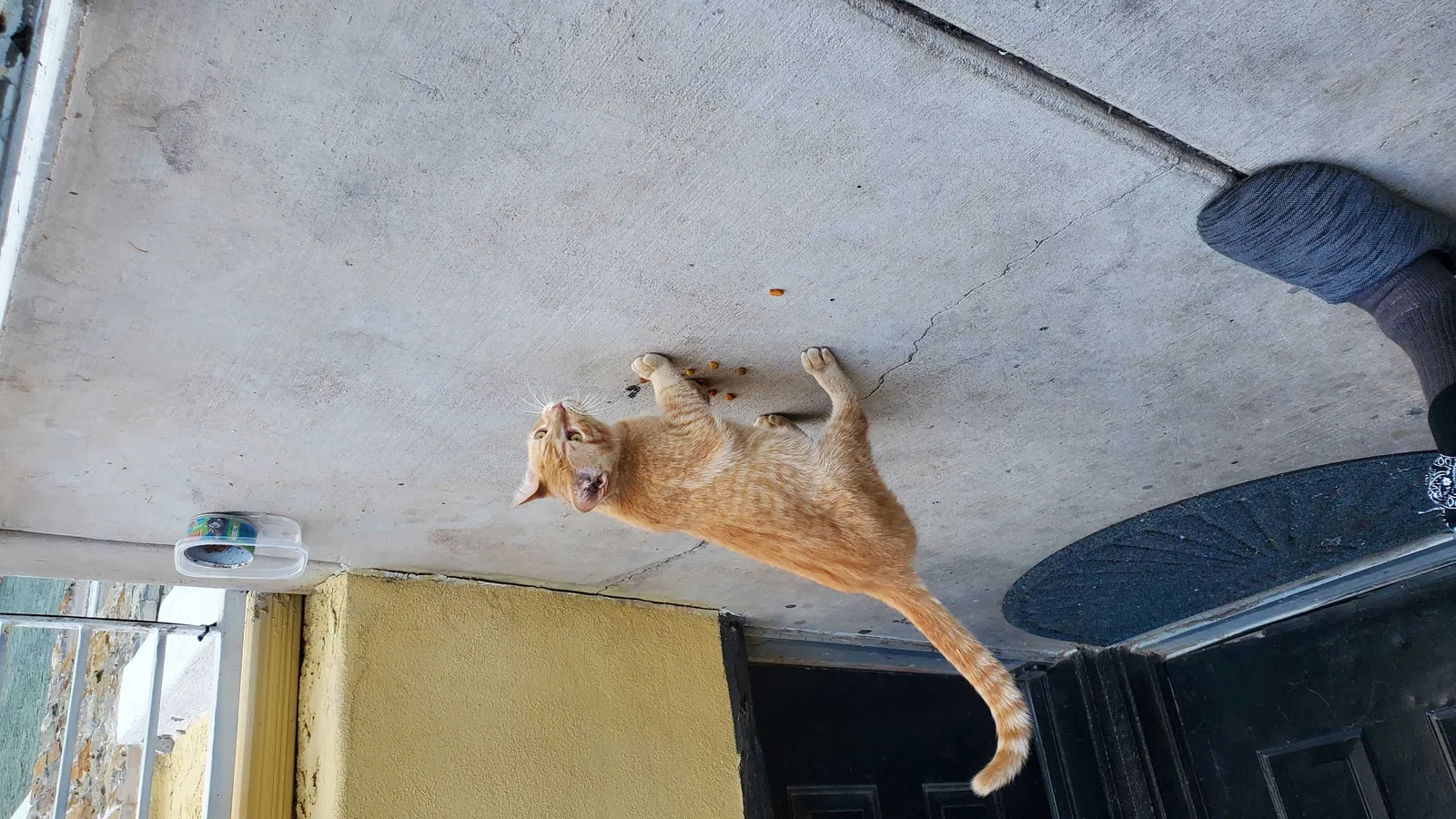 Found cat in Phoenix, AZ, 85008