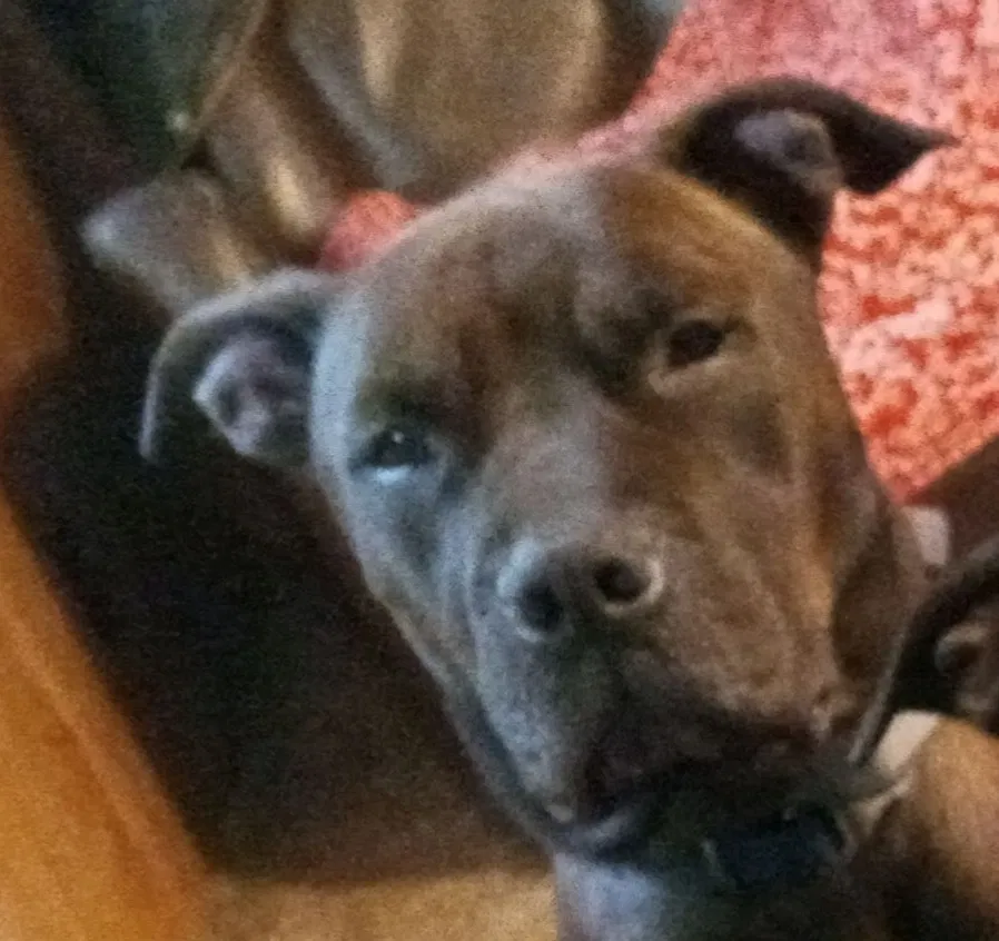 Lost dog in Post Falls, ID, 83854