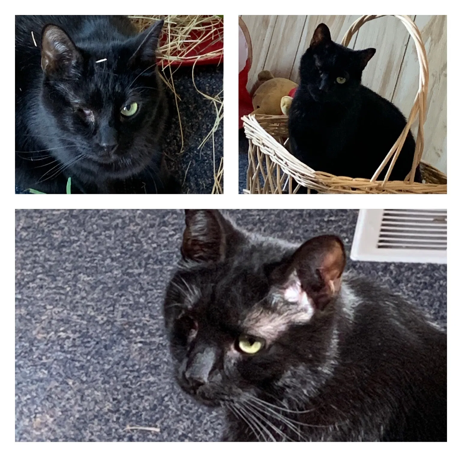 Lost cat in Robbins, NC, 27325
