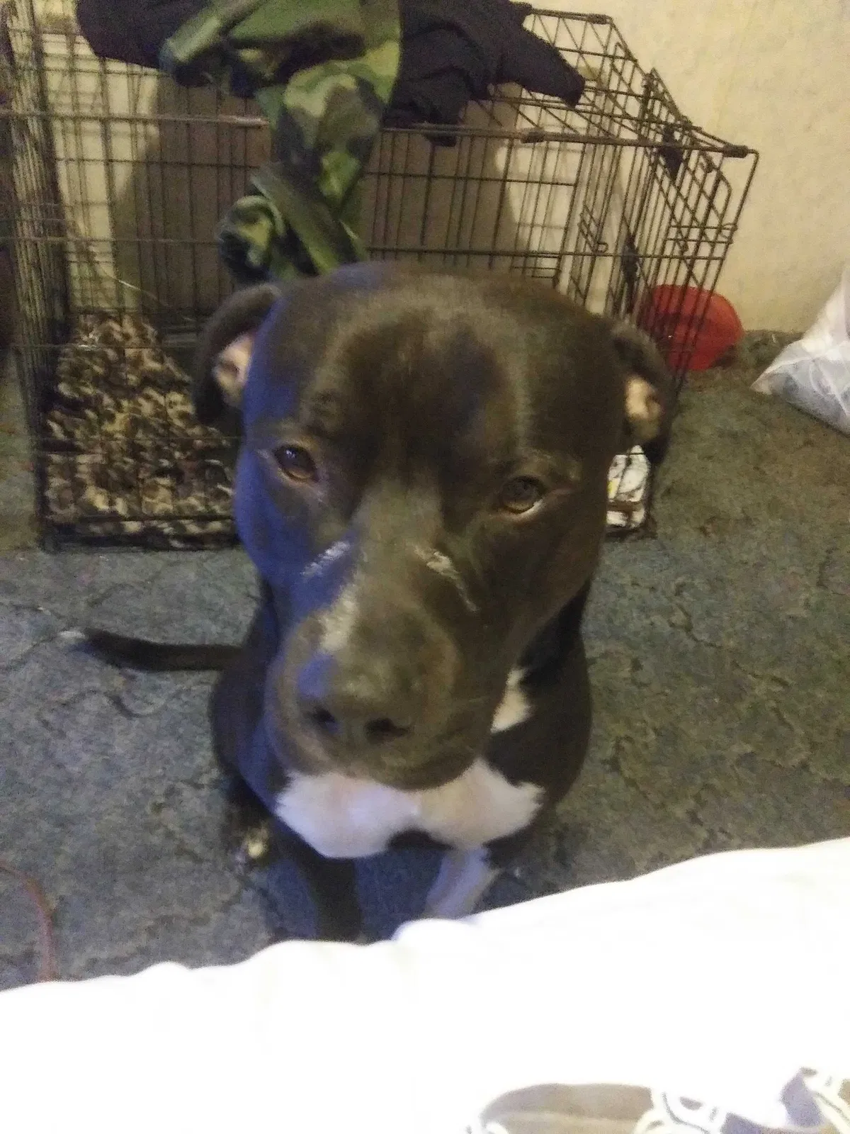 Lost dog in Pamplico, SC, 29583
