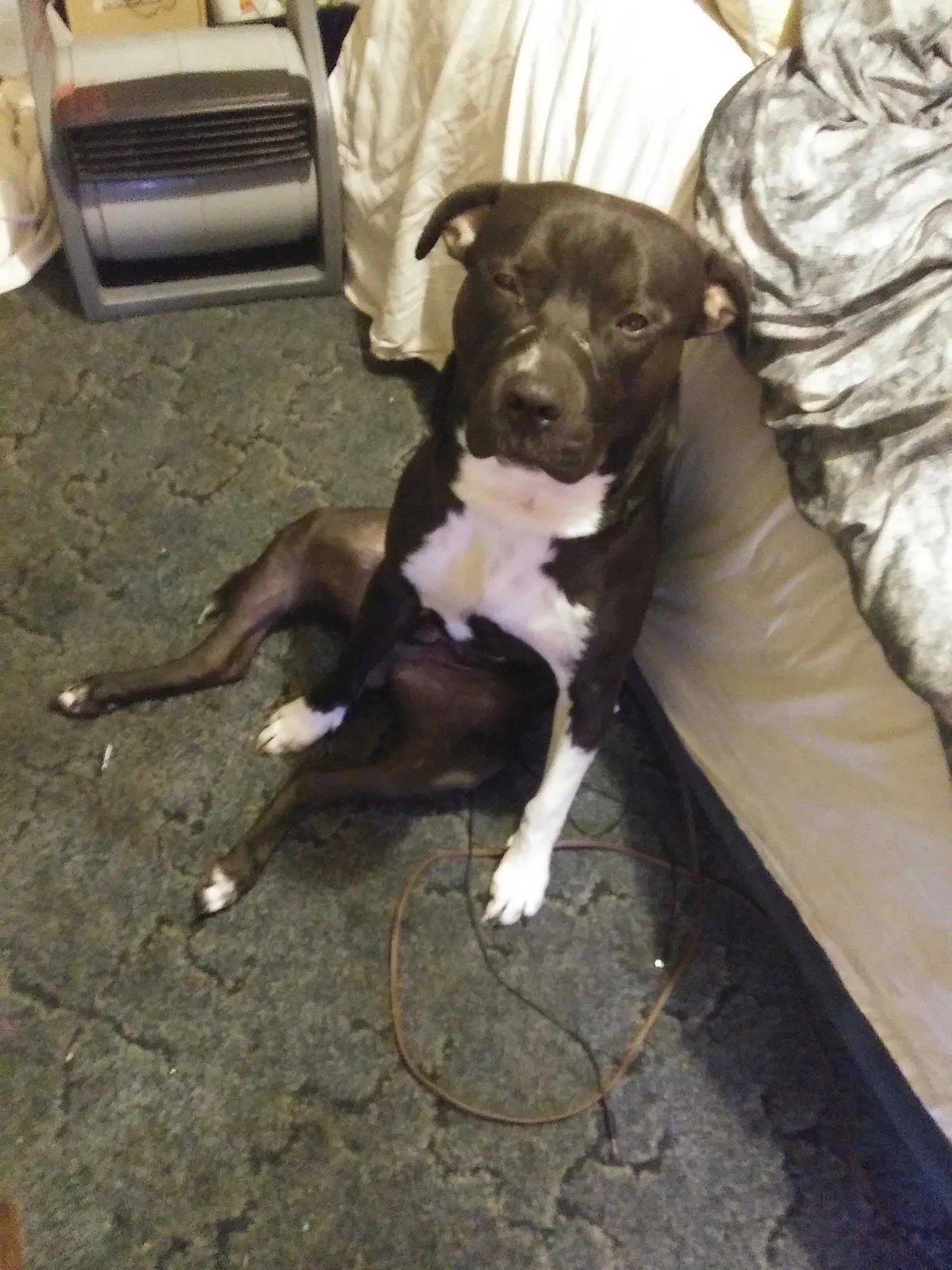Lost dog in Pamplico, SC, 29583