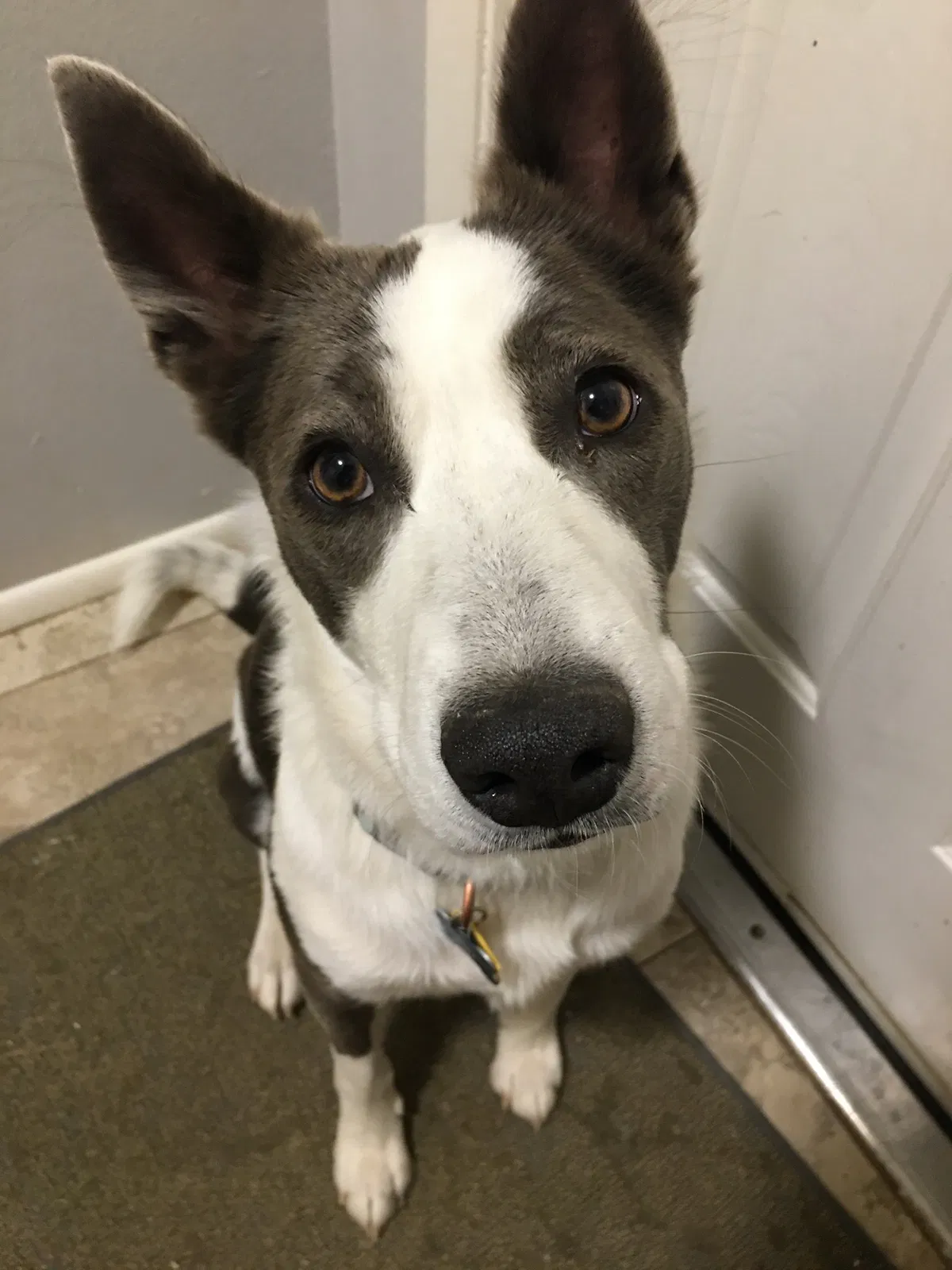 Lost dog in Phoenix, AZ, 85051
