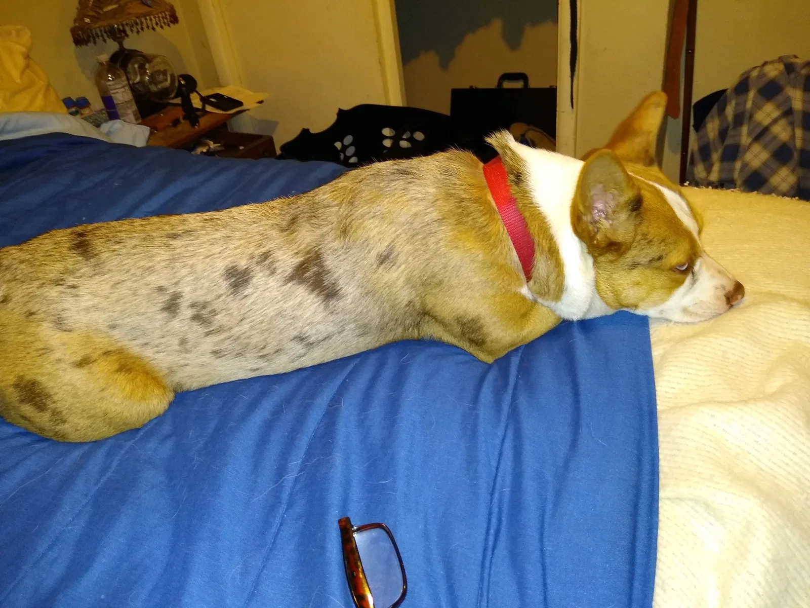 Lost dog in Tulsa, OK, 74127