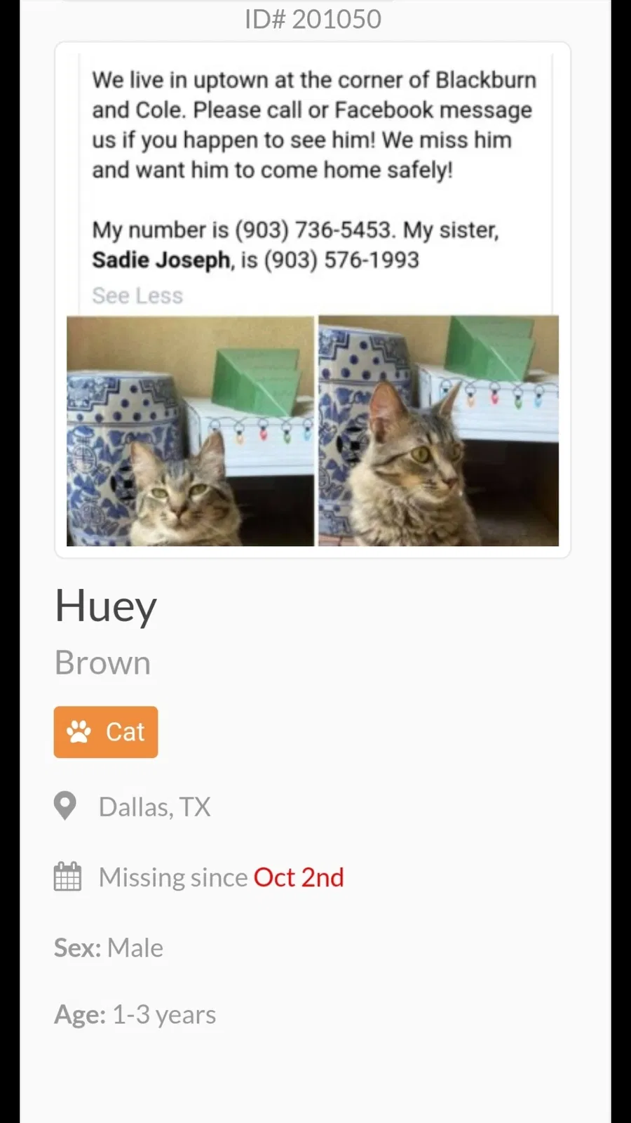 Lost cat in Dallas, TX, 75204
