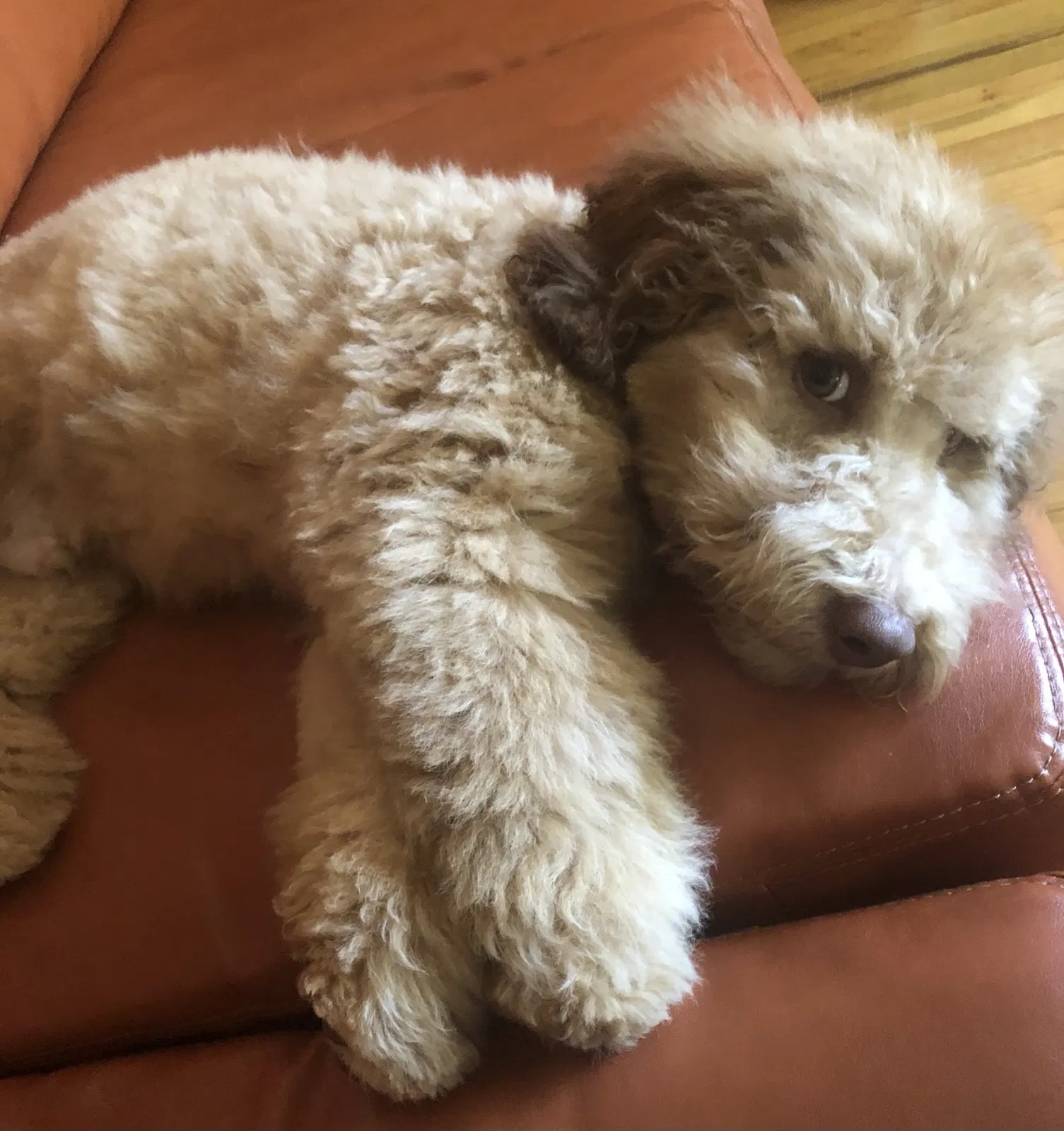 Lost dog in Redford, MI, 48239