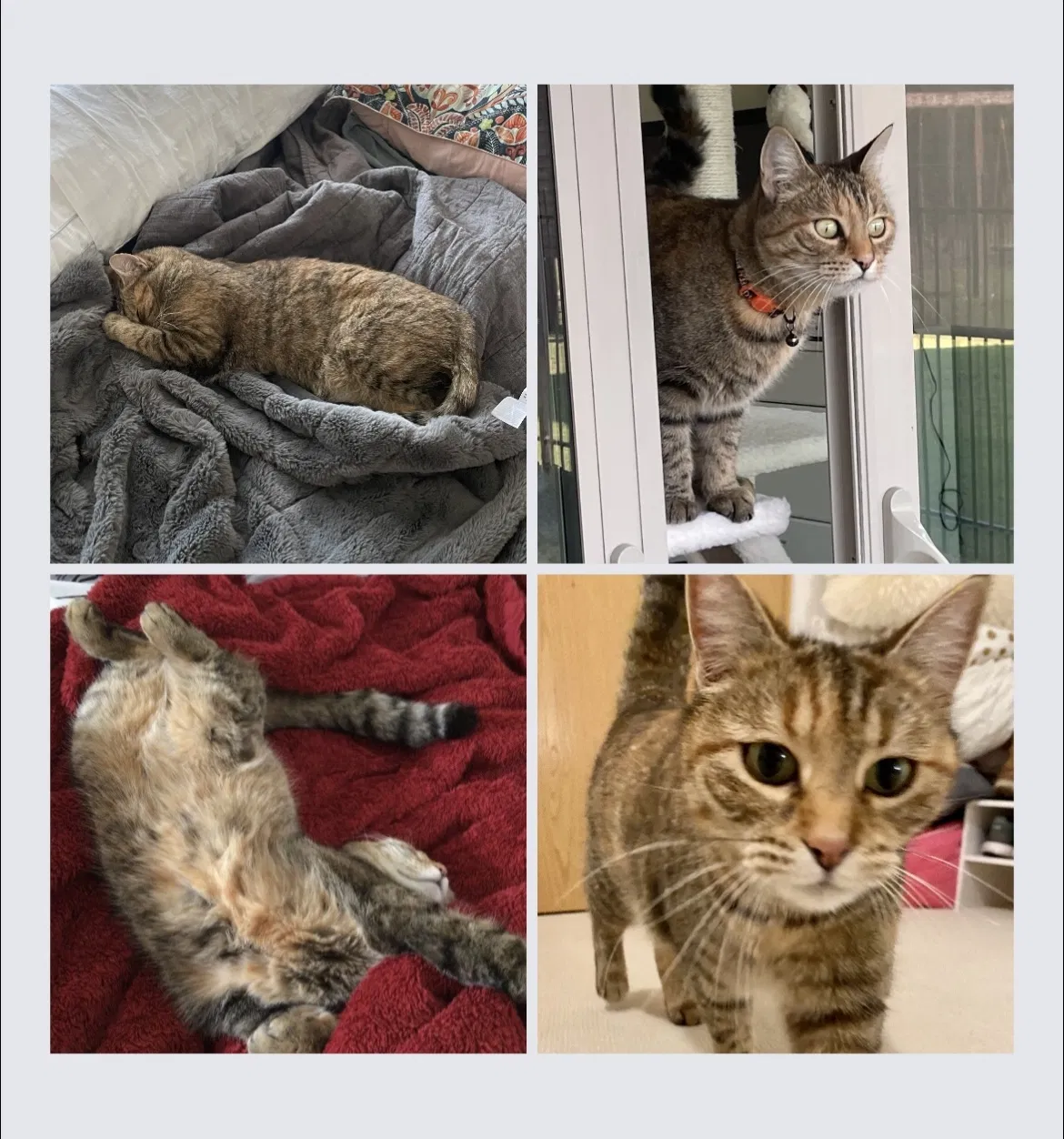 Lost cat in Austin, TX, 78737