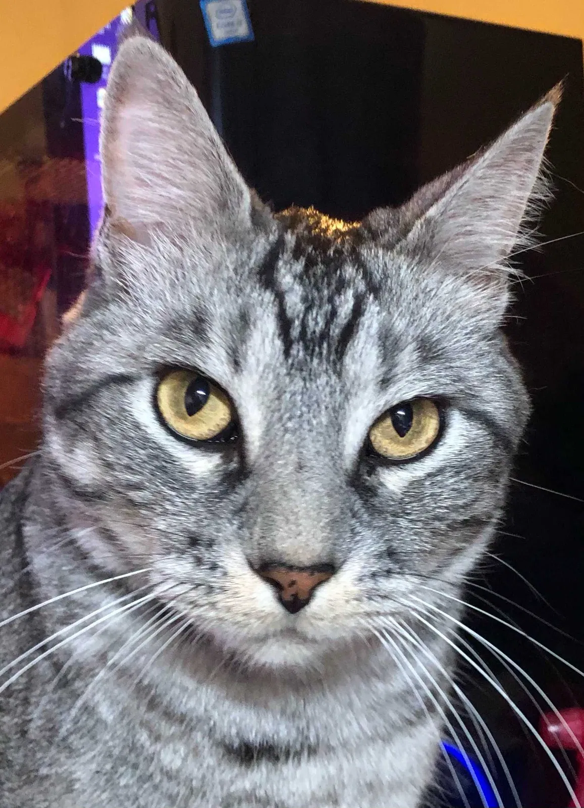 Lost cat in Memphis, TN, 38125