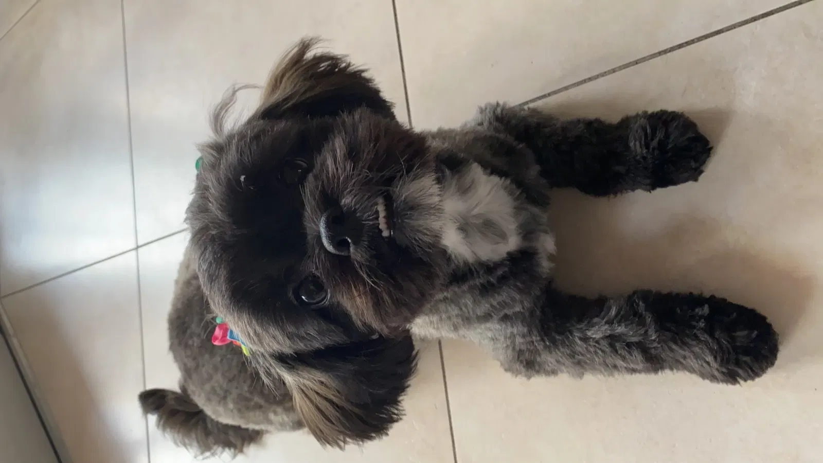 Lost dog in Fort Lauderdale, FL, 33324