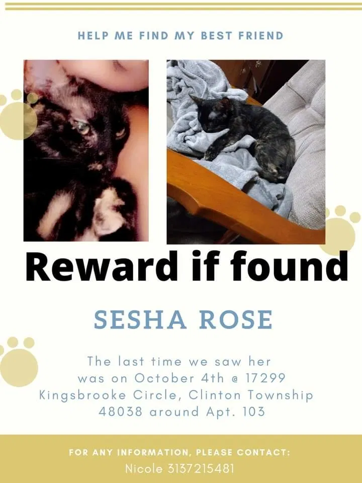 Lost cat in Clinton Township, MI, 48038