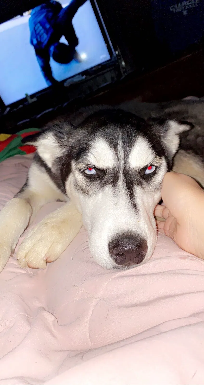 Lost dog in Alvarado, TX, 76009