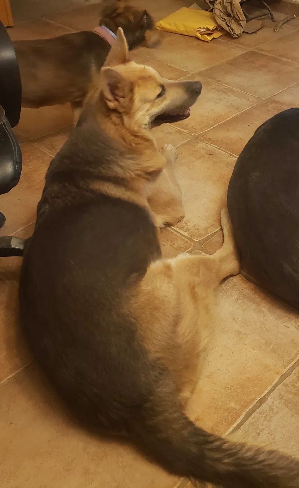 Lost dog in Looneyville, WV, 25259
