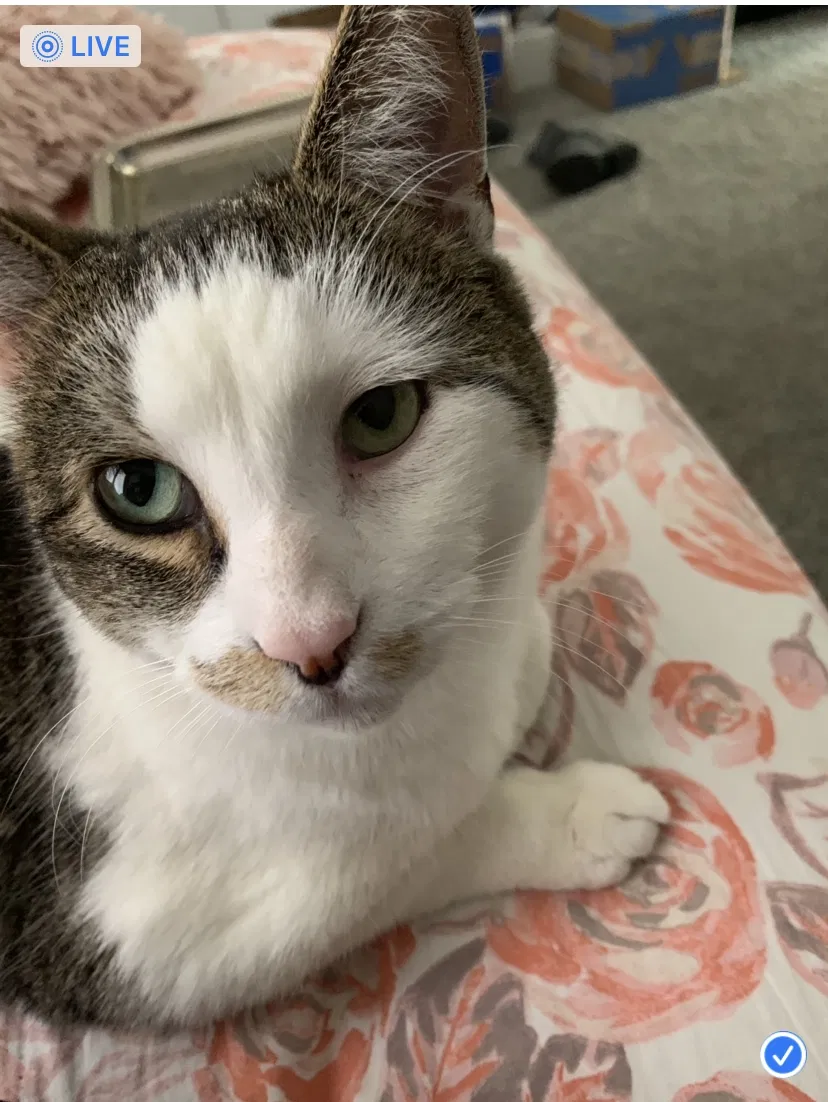 Lost cat in Chicago, IL, 60641