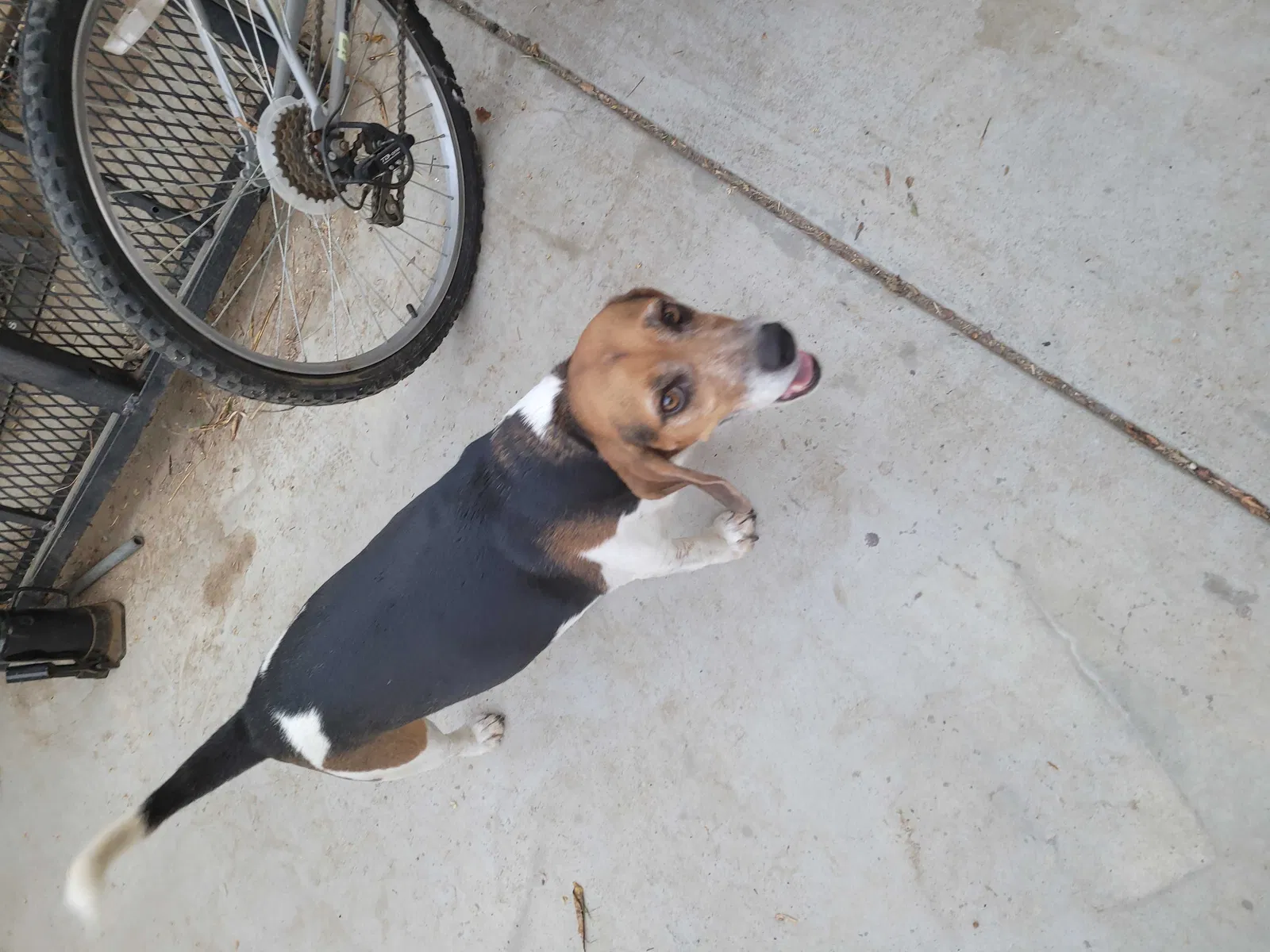 Lost dog in Wasco, CA, 93280